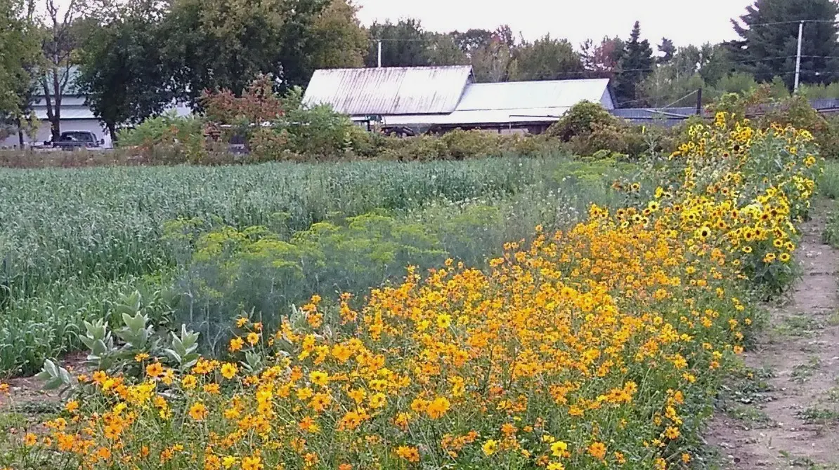 Vue d'ensemble d'un de nos champs d'essais avec des légumes et des fleurs pour les pollinisateurs